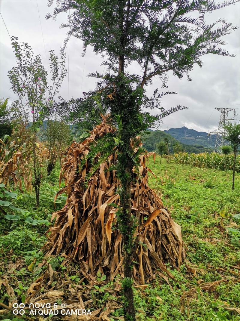 红豆杉大量供应红豆杉地景批发零售