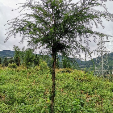 红豆杉大量供应红豆杉地景批发零售