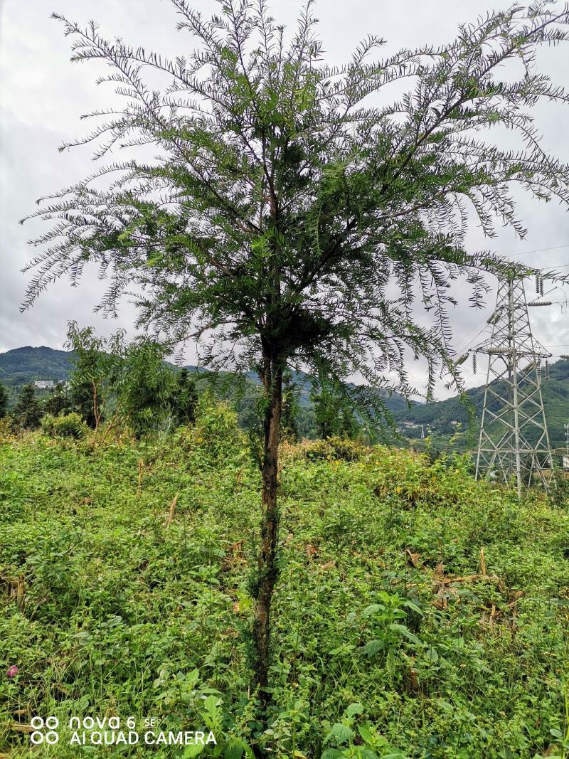 红豆杉大量供应红豆杉地景批发零售