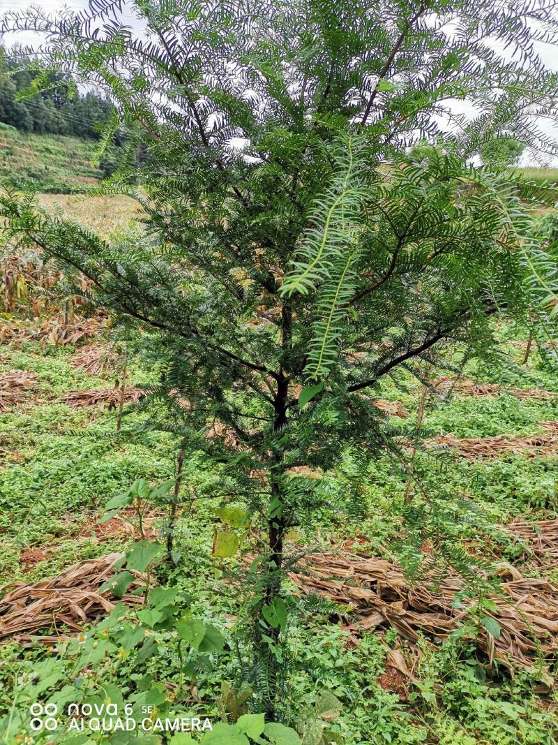 红豆杉大量供应红豆杉地景批发零售