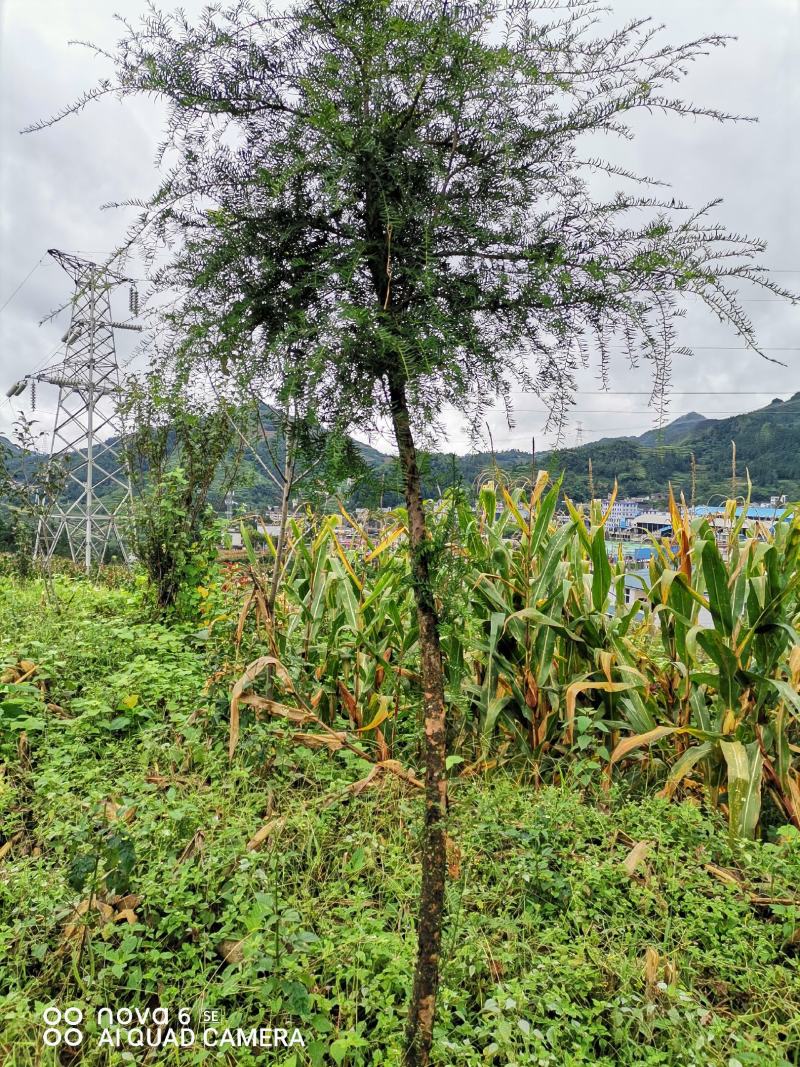 红豆杉大量供应红豆杉地景批发零售