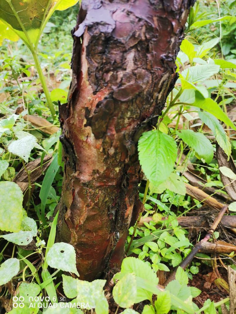 红豆杉大量供应红豆杉地景批发零售