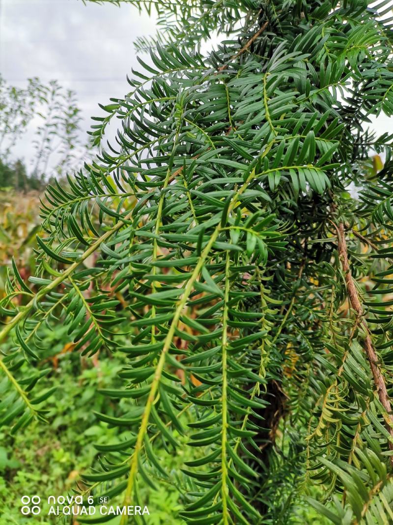 红豆杉大量供应红豆杉地景批发零售