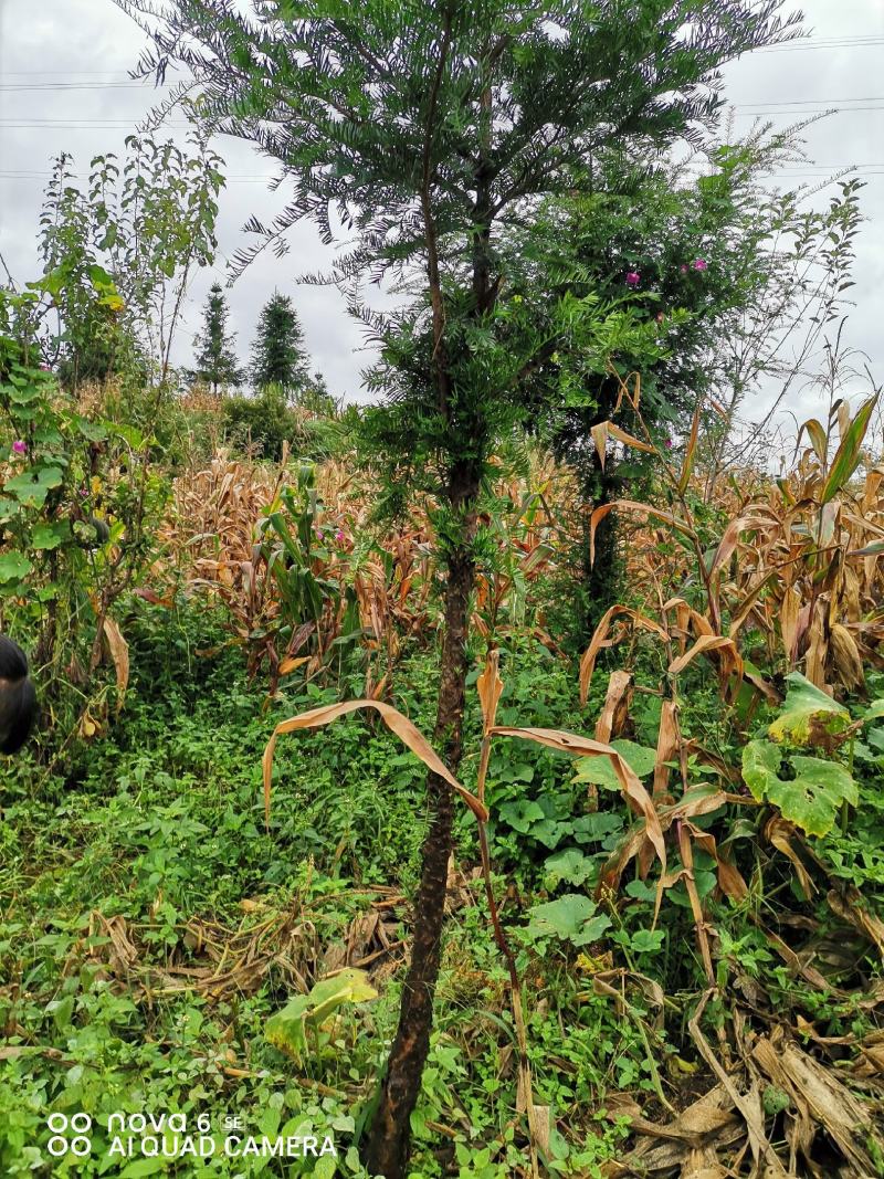 红豆杉大量供应红豆杉地景批发零售