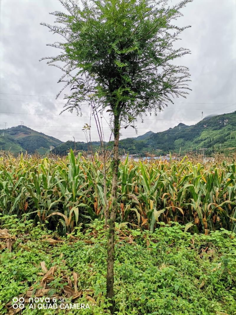 红豆杉大量供应红豆杉地景批发零售