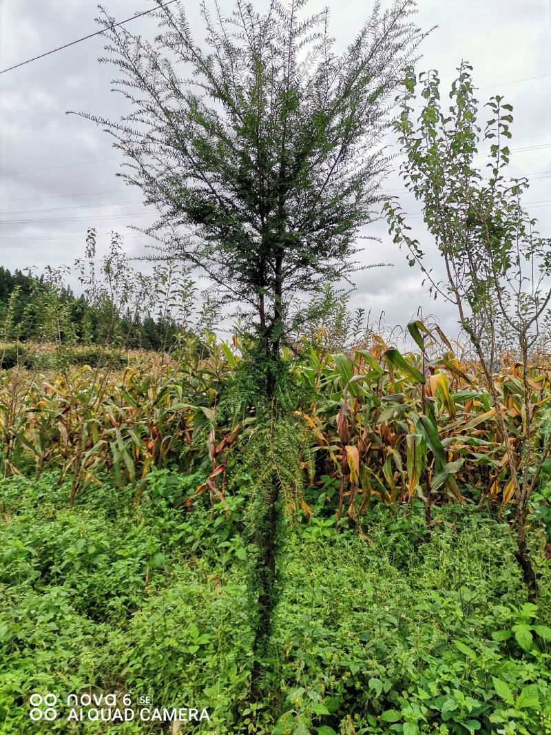 红豆杉大量供应红豆杉地景批发零售