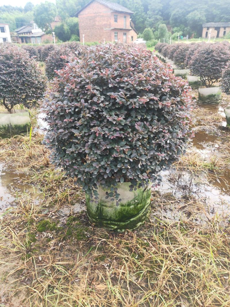 小叶栀子苗30~40cm……………………