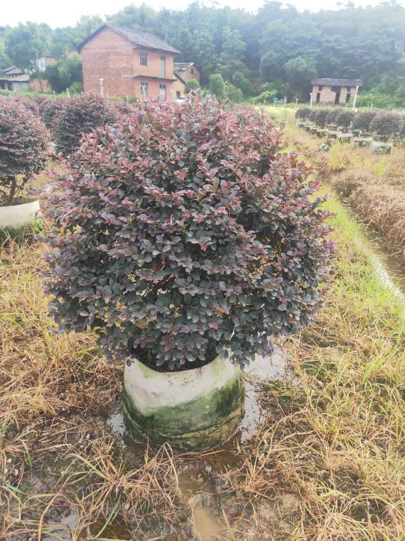 小叶栀子苗30~40cm……………………