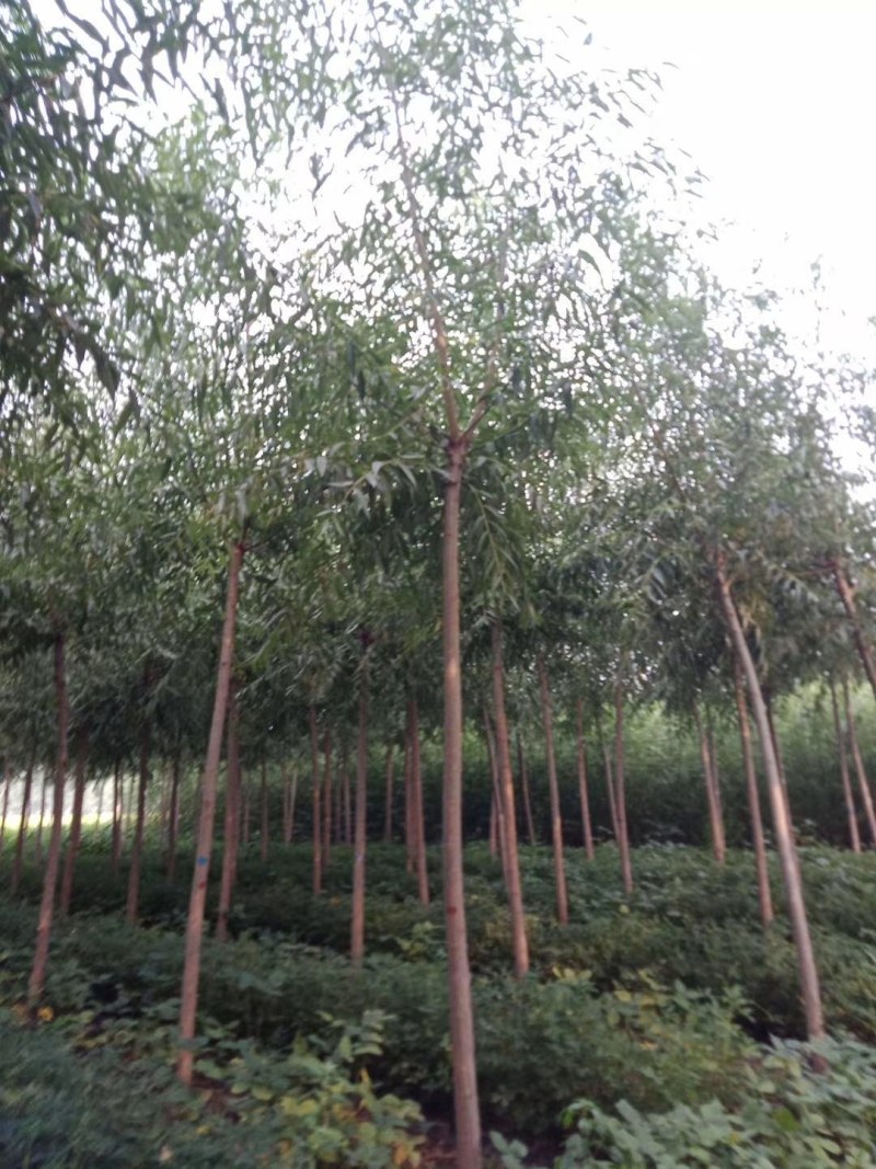 大量出售柳树！规格齐价格便宜！欢迎各位老板光临！