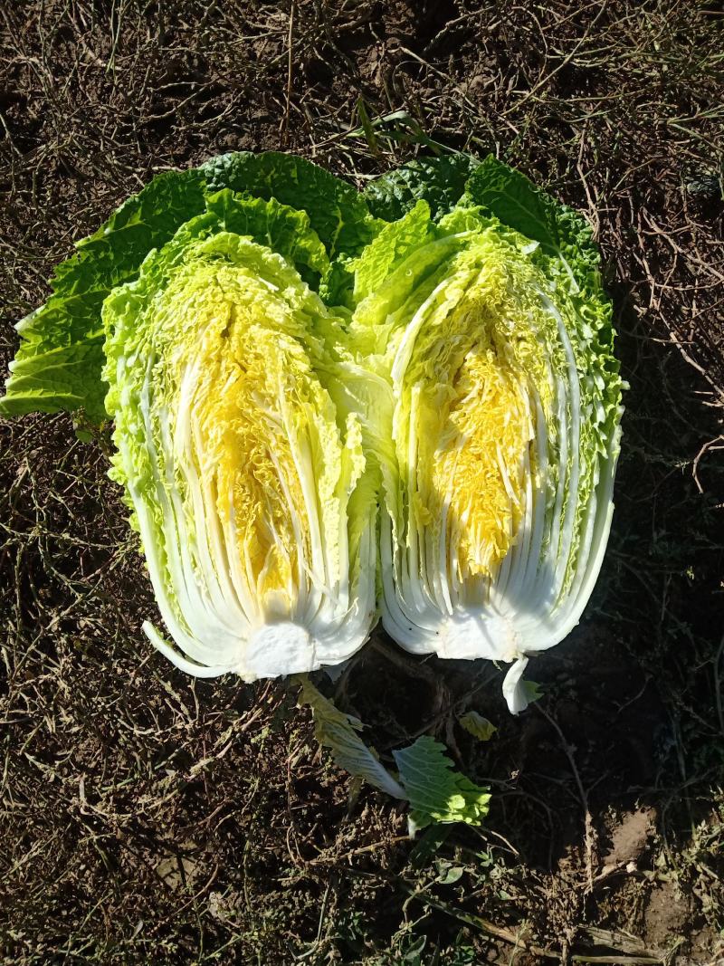 蔚县高山旱地大白菜即将上市欢迎来购有需要联系
