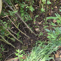 大红袍花椒苗，九叶青花椒苗，地径0.4到0.6