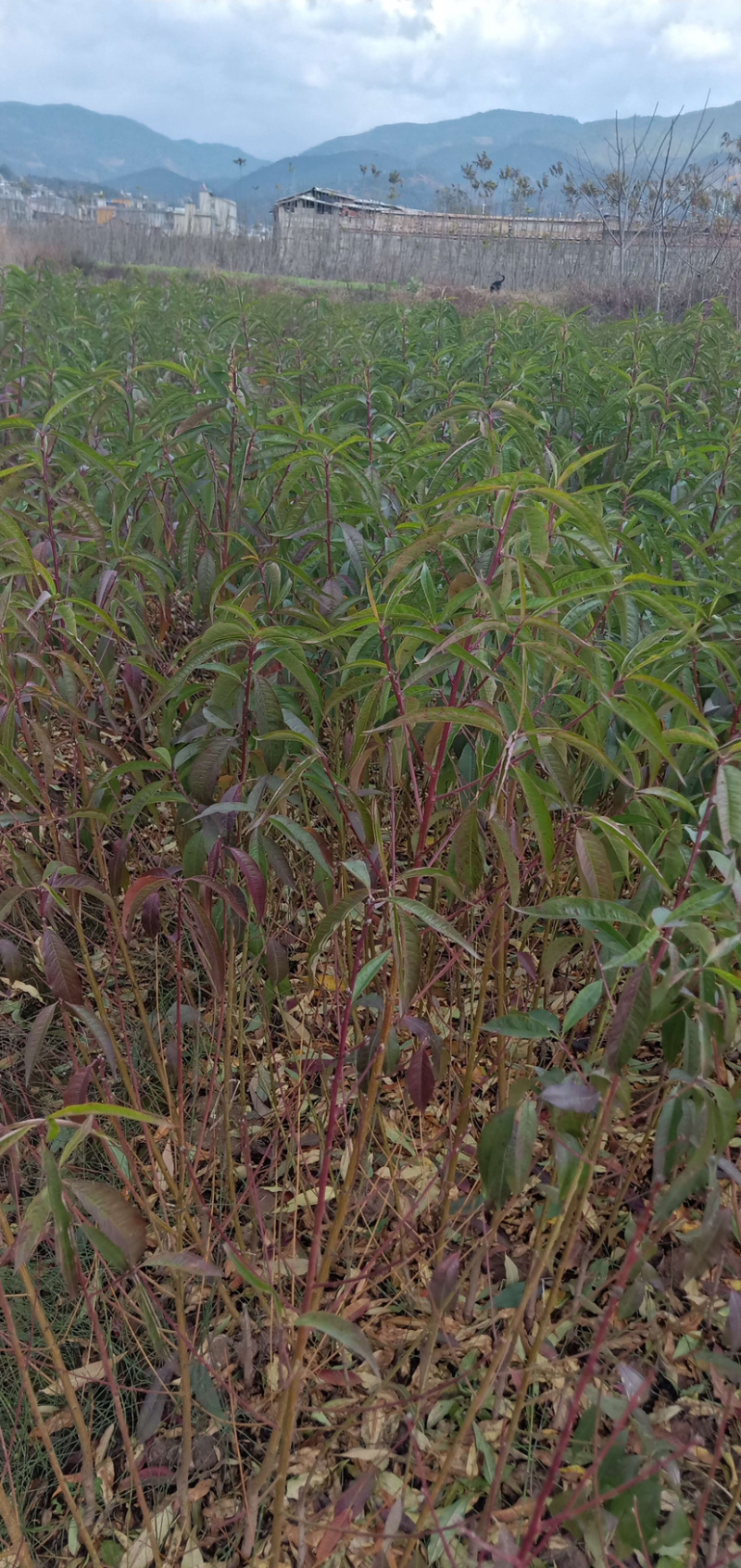 冬桃苗，雪桃，鹰嘴蜜桃品种齐全包成活，保湿发货