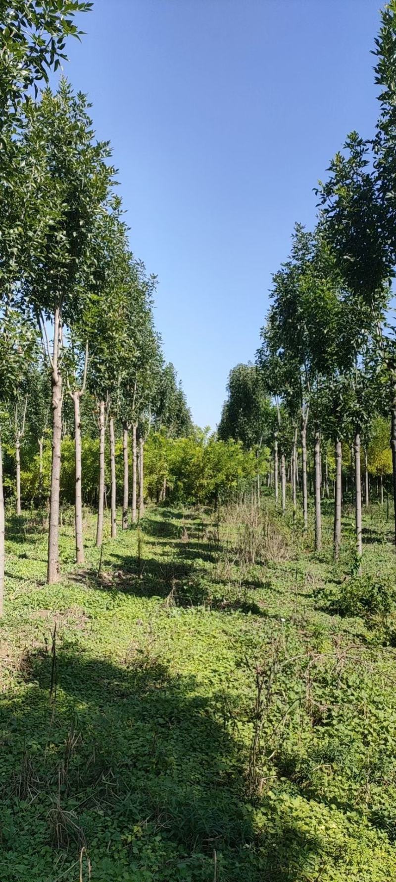 发茂白蜡，原生冠白蜡