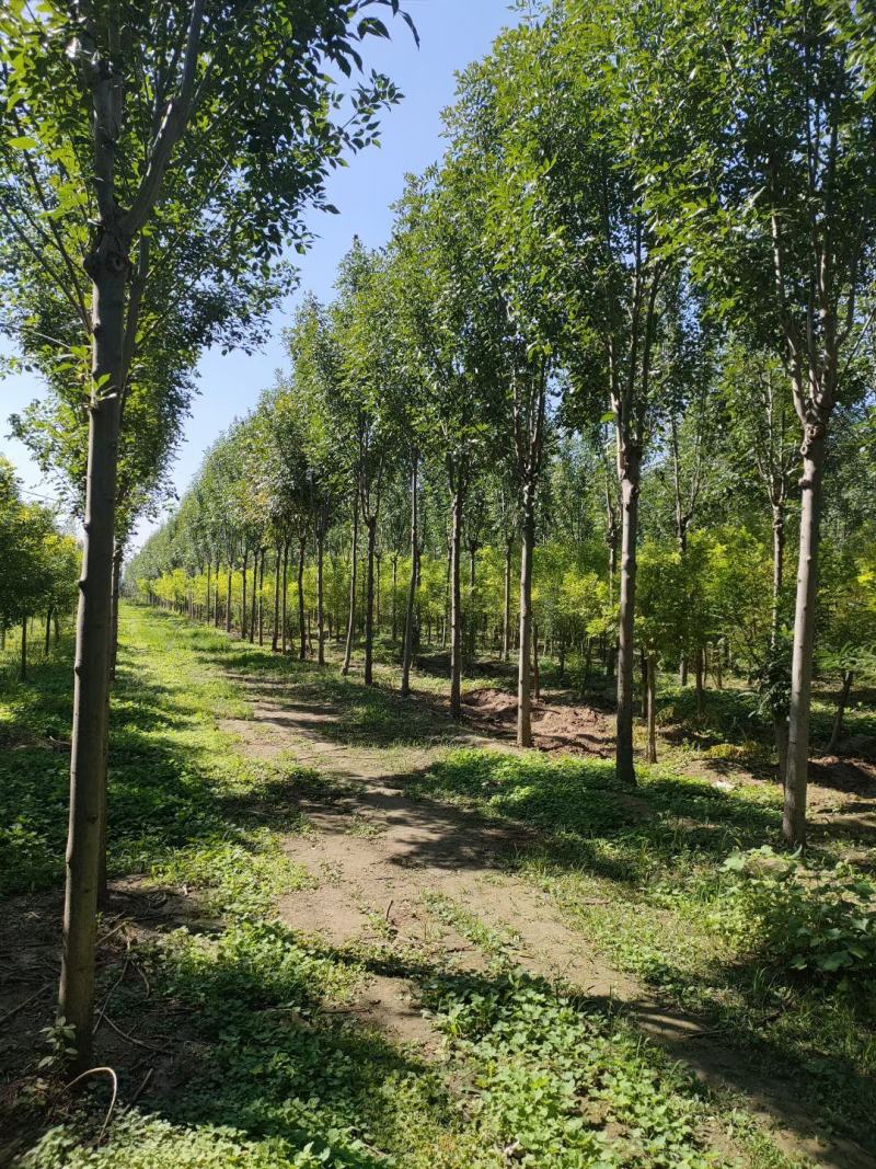 发茂白蜡，原生冠白蜡
