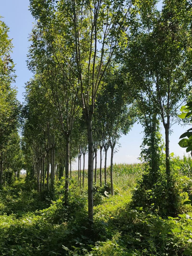 发茂白蜡，原生冠白蜡