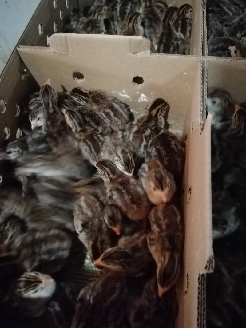 珍珠鸡苗，厂家直销包疫苗成活