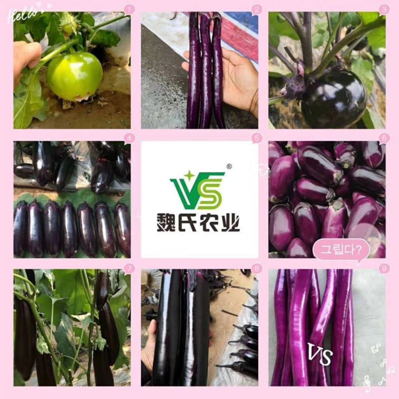 寿光市魏氏农业科技有限公司专业嫁接茄子苗