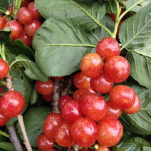玛瑙红樱桃苗，车厘子苗，规格品种齐全。地径0.8到1公分