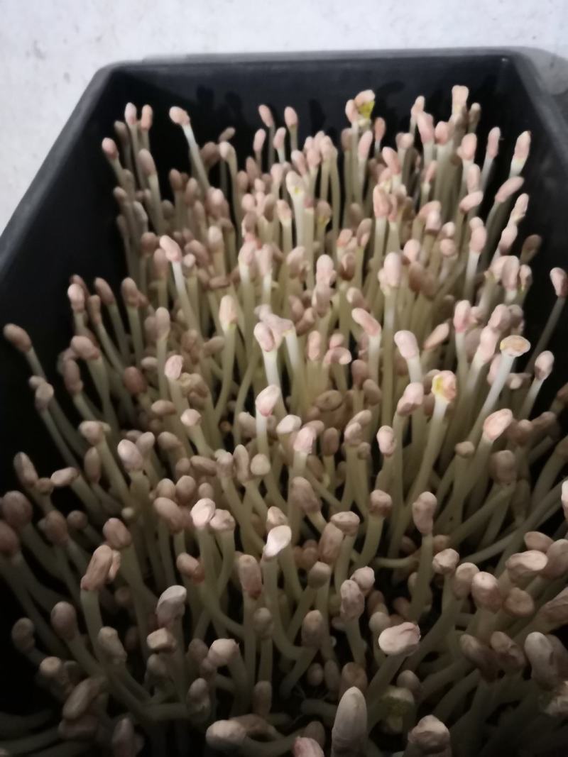 海玉花生芽什么包装都有
