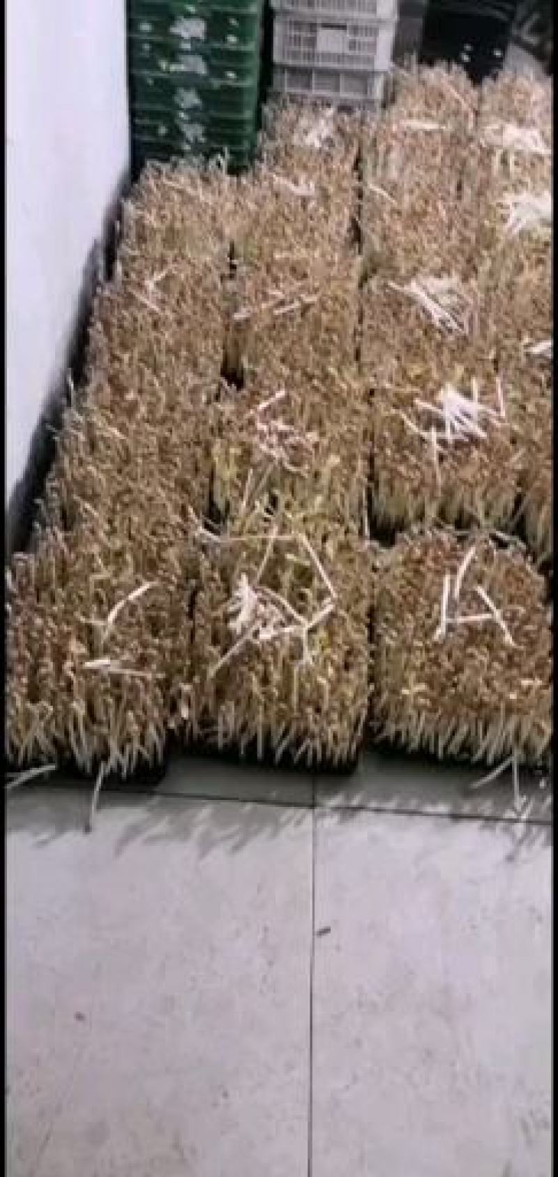 海玉花生芽什么包装都有