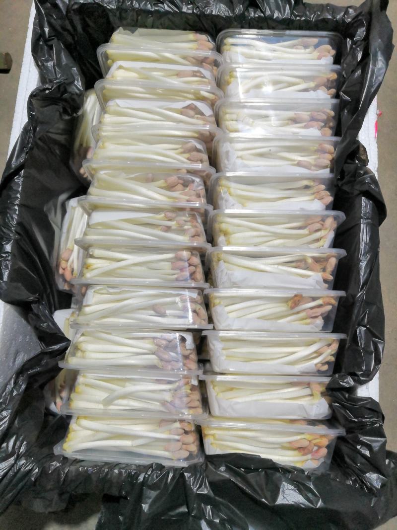 海玉花生芽什么包装都有
