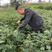 大红袍花椒苗30到50高，贡椒杯苗地径0.4以上
