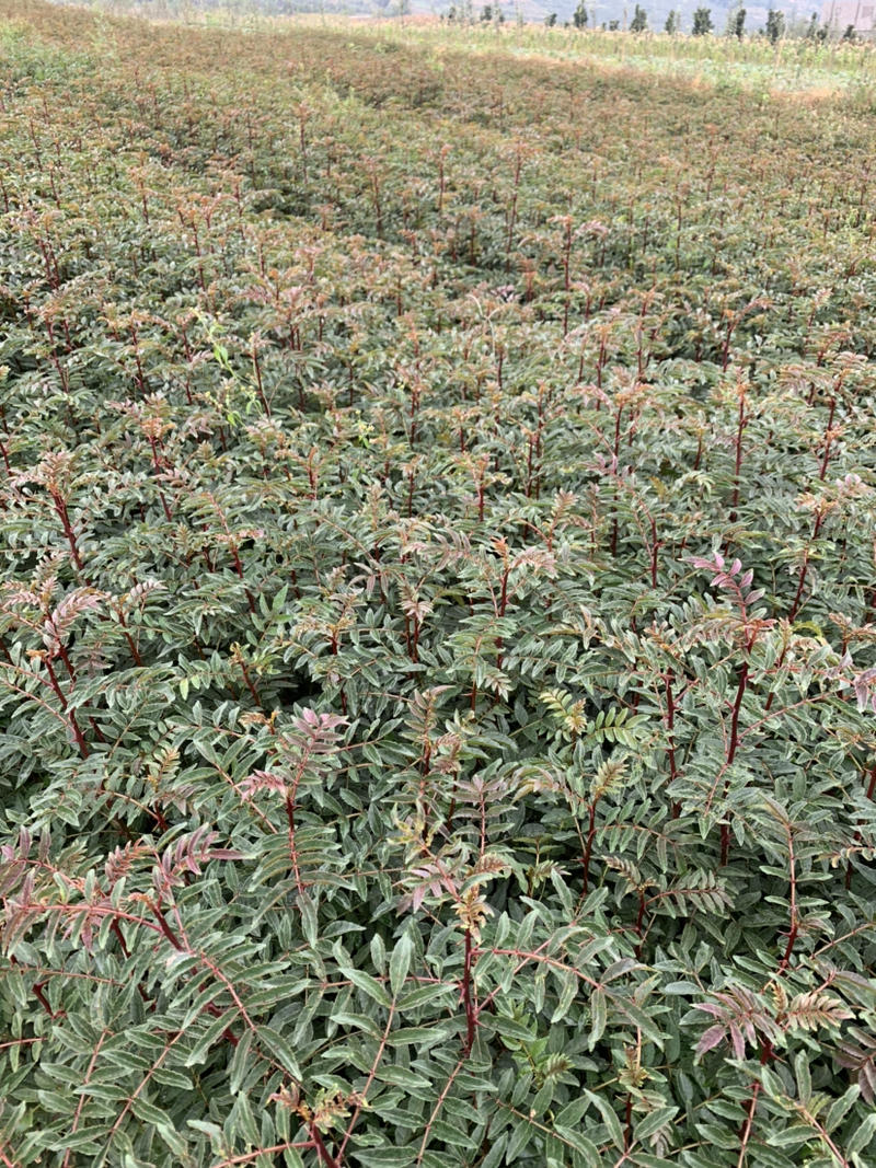 大红袍花椒苗30到50高，贡椒杯苗地径0.4以上