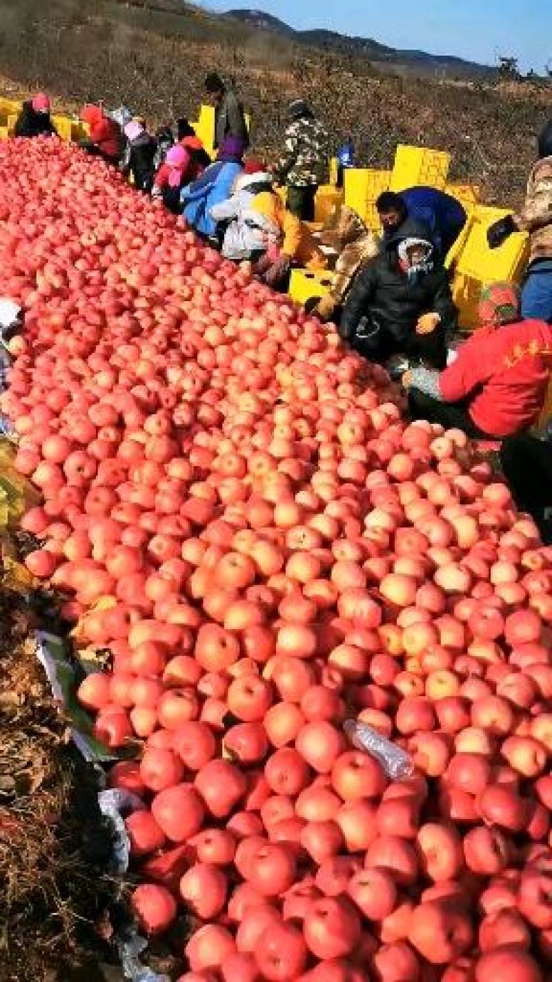 热卖辽宁东北寒富苹果大量供应，货源充足，产地直发欢迎合作