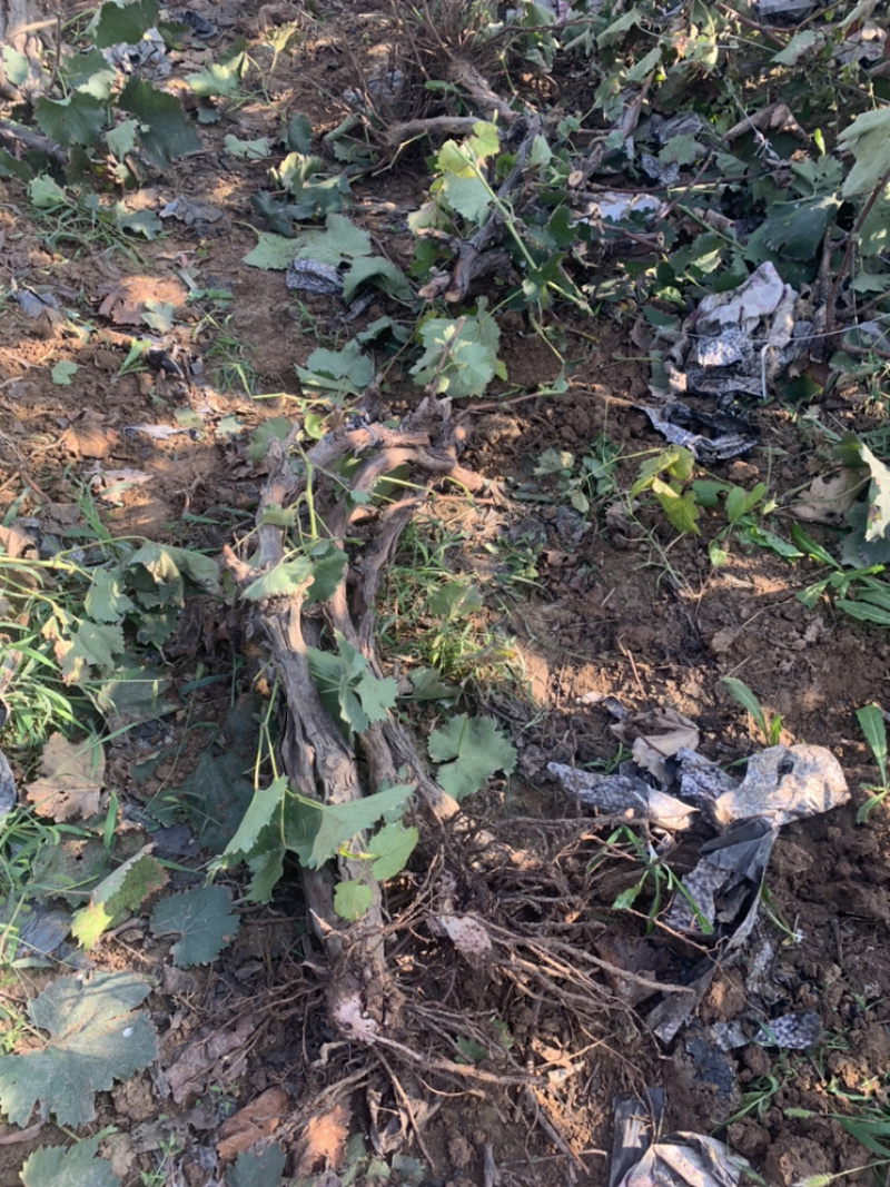 占地树苗占地葡萄树大量