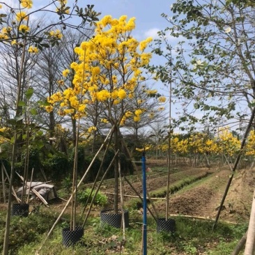 多花黄风铃木/金花风铃木
