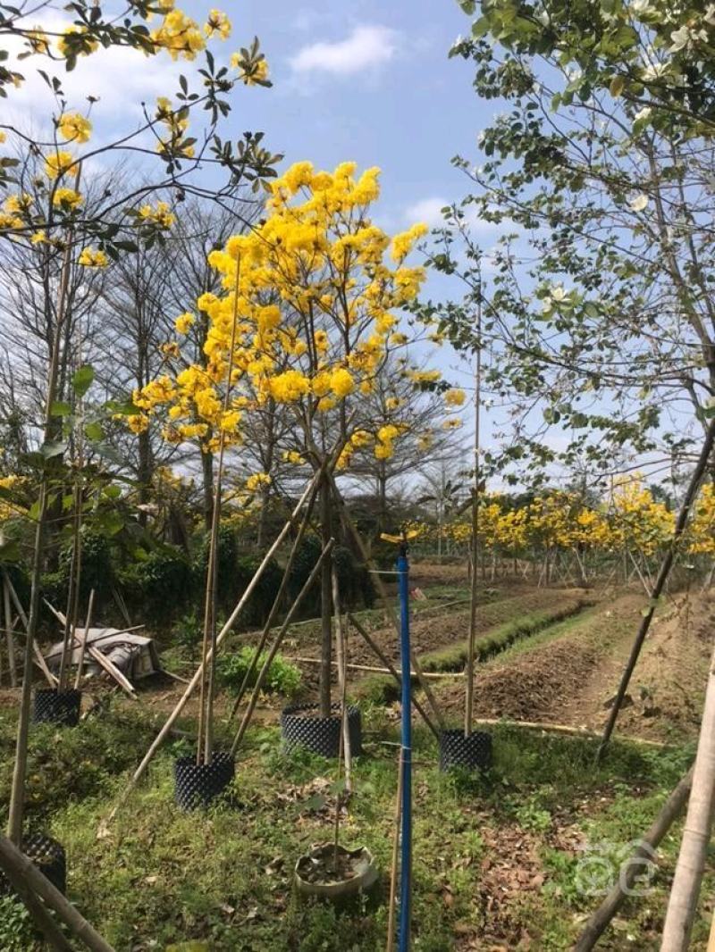 多花黄风铃木/金花风铃木
