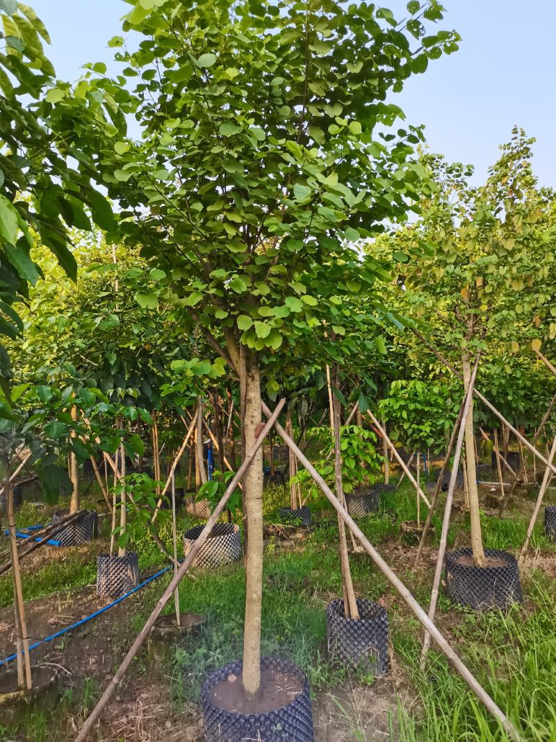 宫粉紫荆/洋紫荆绿化苗木