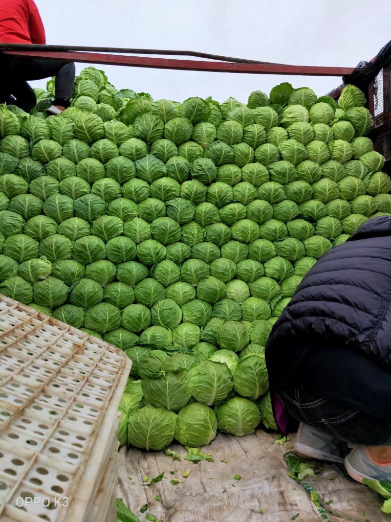 河北甘蓝大量上市质量好有大型冷库接商超市场电商