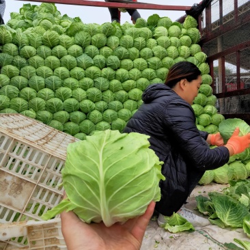 河北甘蓝大量上市质量好有大型冷库接商超市场电商