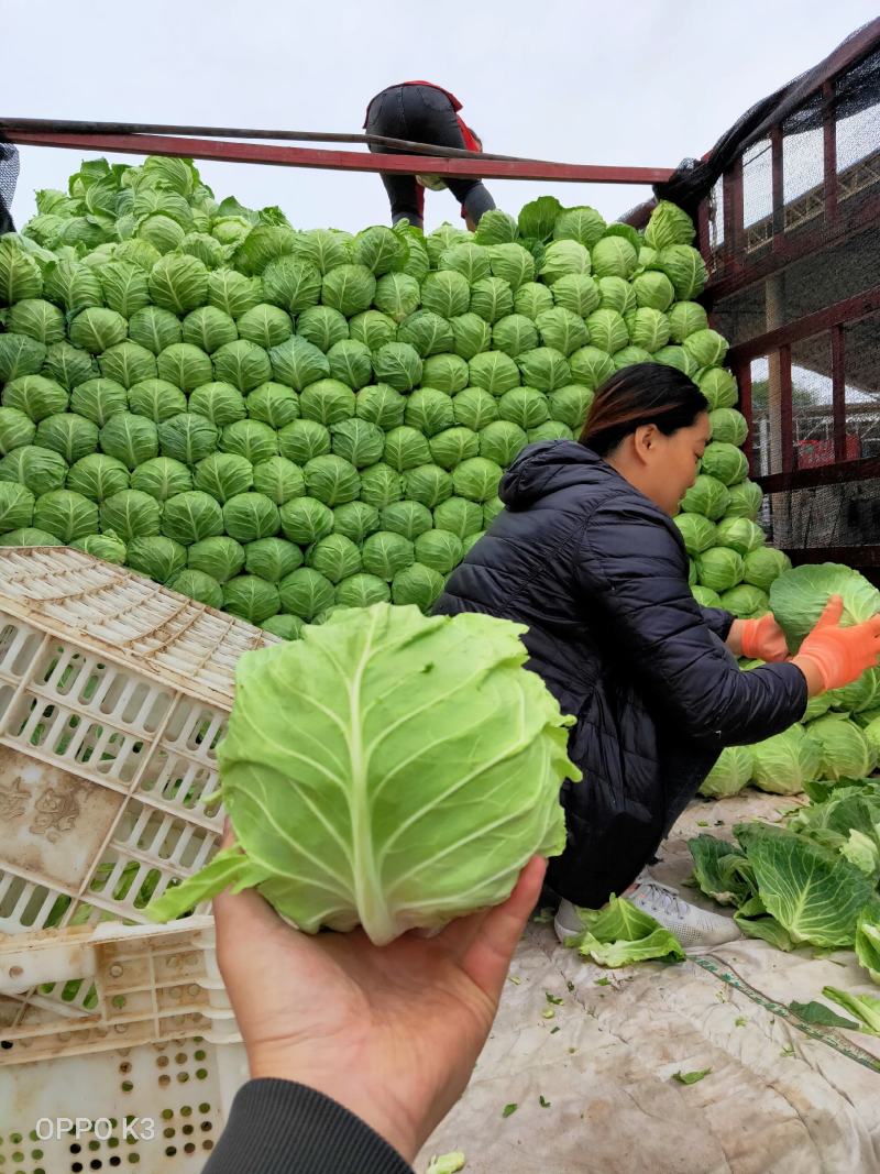 河北甘蓝大量上市质量好有大型冷库接商超市场电商