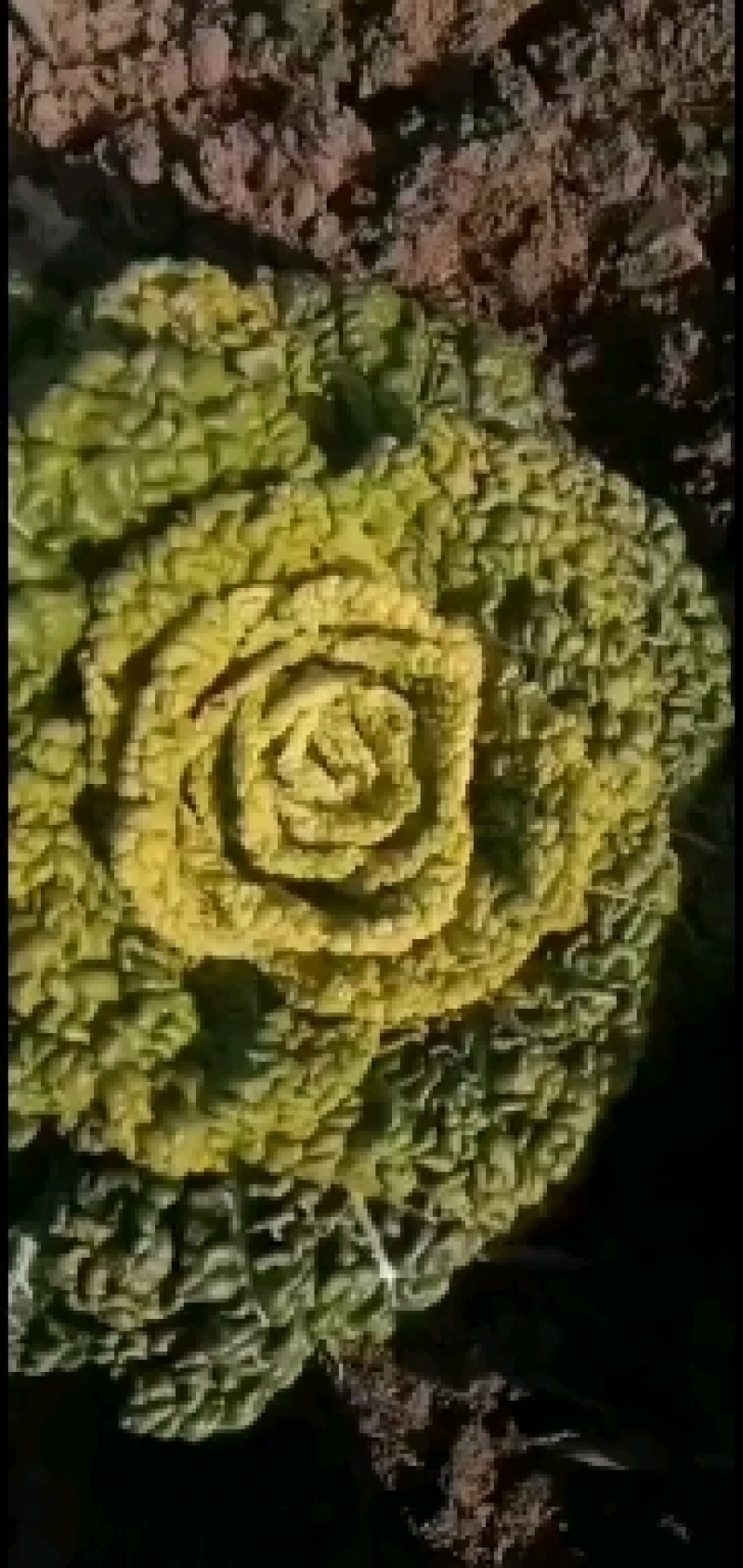 黄心乌。精品全国发货更专业，质量有保证，专业团队