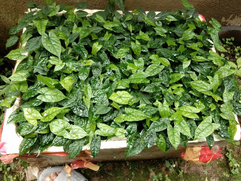 地苦胆，金果榄，块茎苗出售中，母指大小，