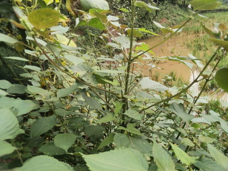 野生紫苏梗，野生紫苏梗，野生紫苏