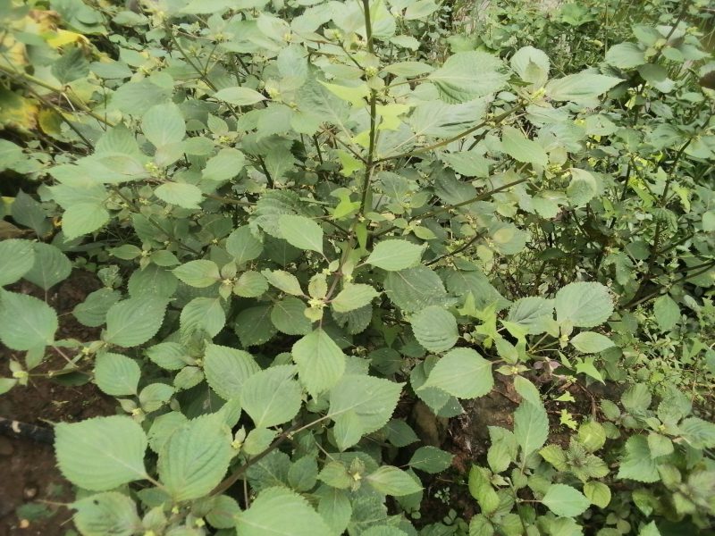 野生紫苏梗，野生紫苏梗，野生紫苏