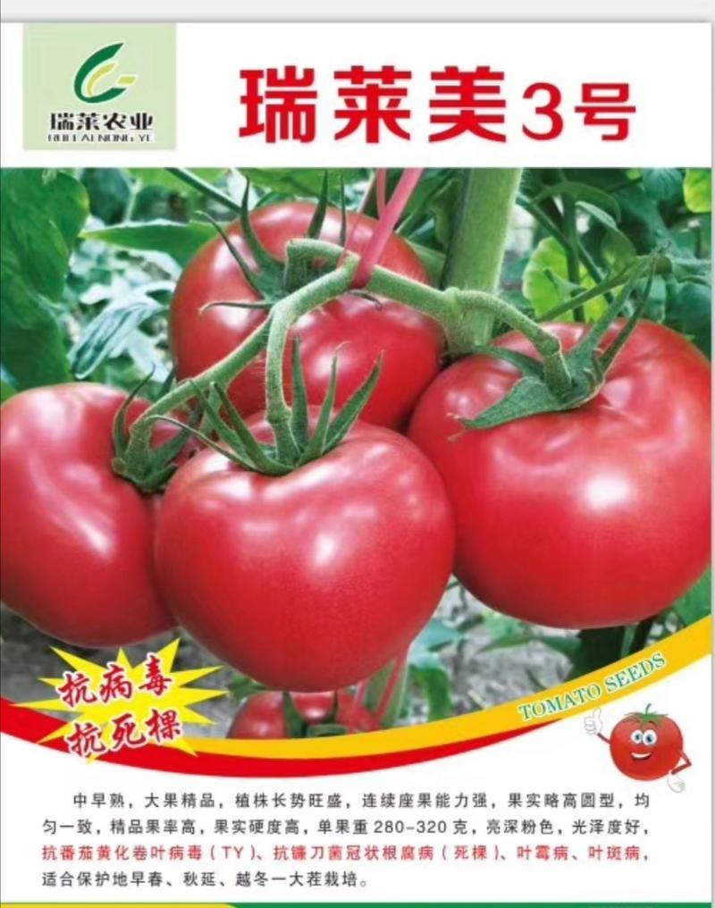 西红柿苗番茄苗抗病毒抗死棵大果精品硬度高