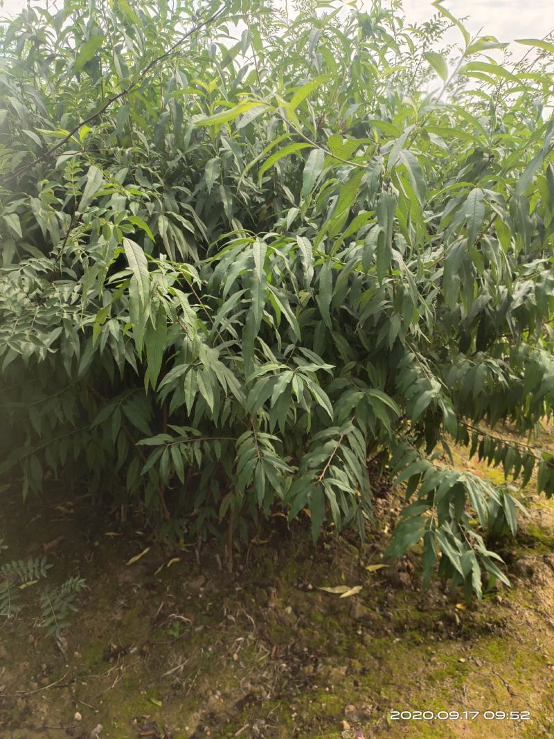 山西运城嫁接桃树苗占地桃树苗1公分2公分3公分