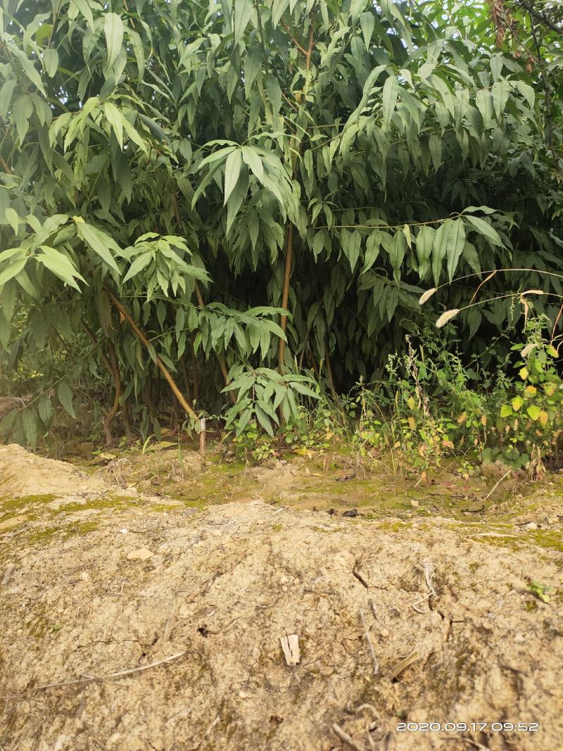 山西运城嫁接桃树苗占地桃树苗1公分2公分3公分