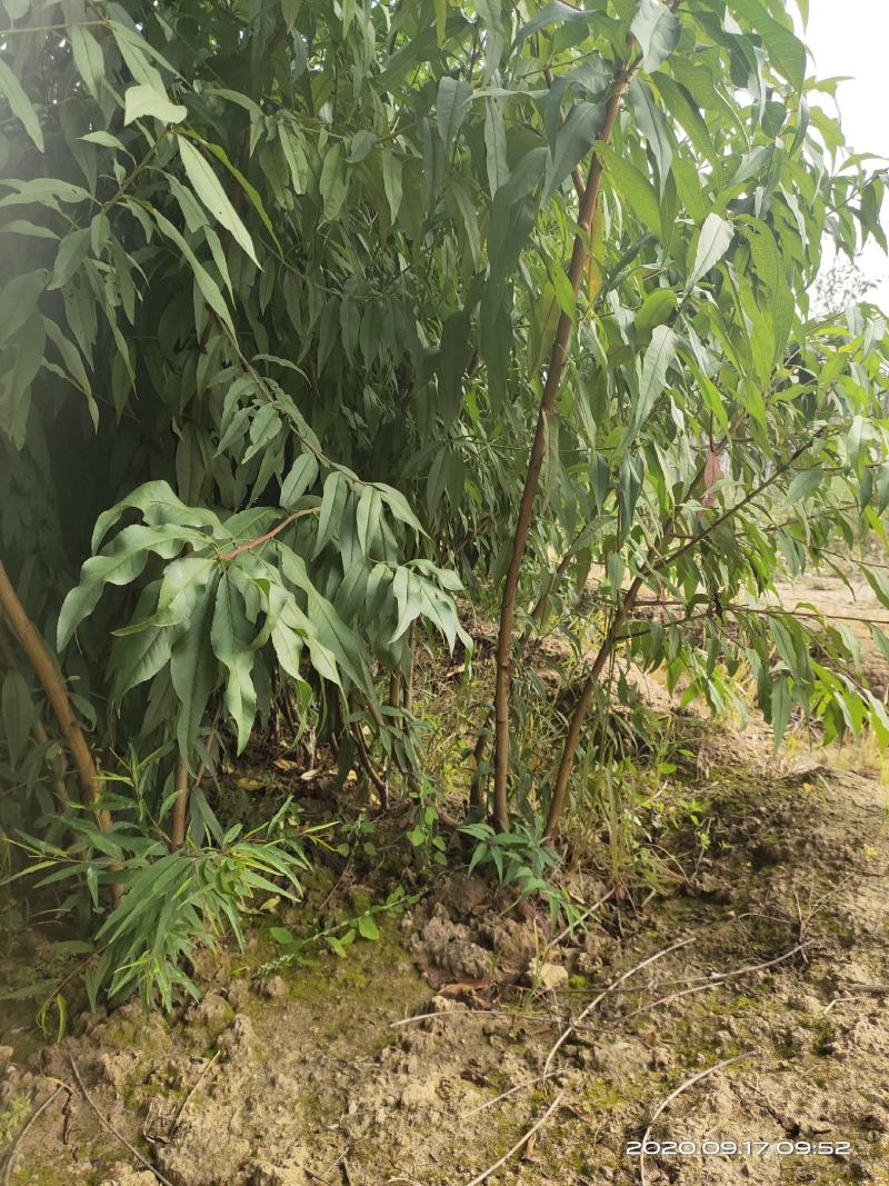 山西运城嫁接桃树苗占地桃树苗1公分2公分3公分