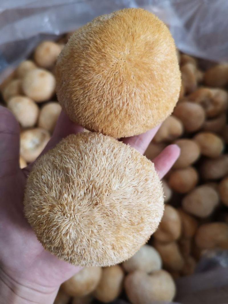 猴头菇长白山特级猴头菇无硫净货可供批发零售量大从优