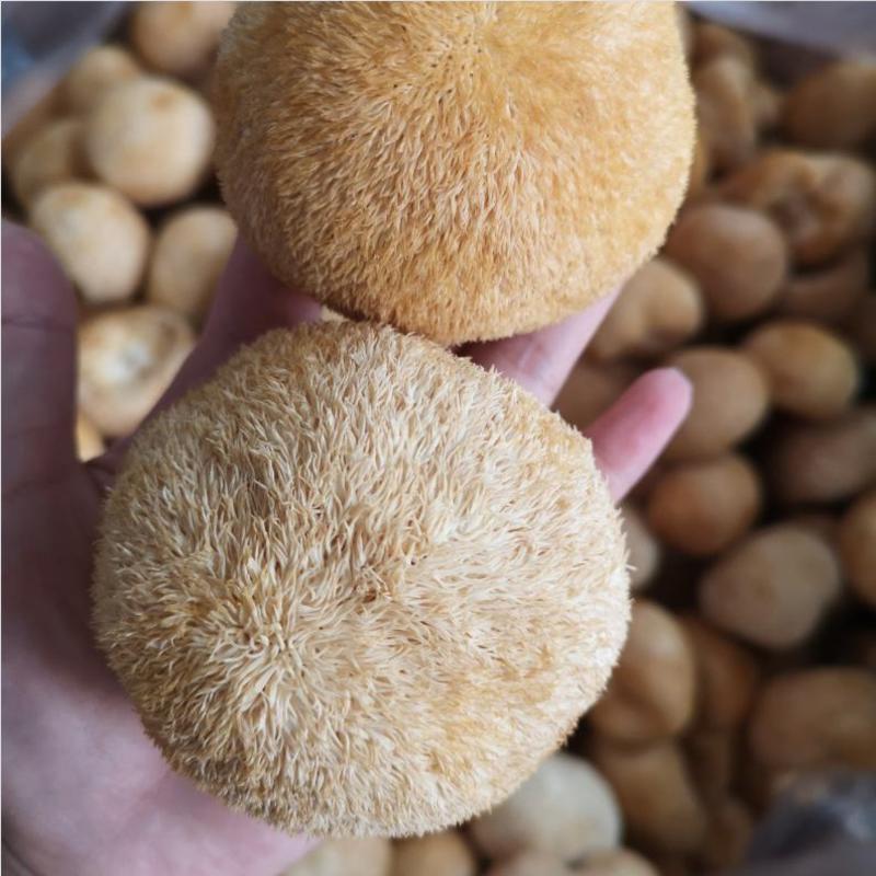 猴头菇长白山特级猴头菇无硫净货可供批发零售量大从优