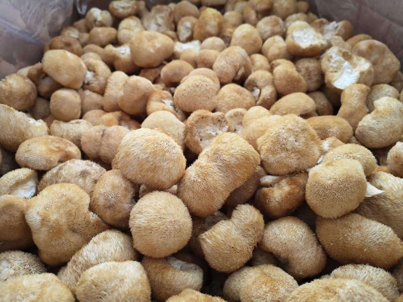 猴头菇长白山特级猴头菇无硫净货可供批发零售量大从优