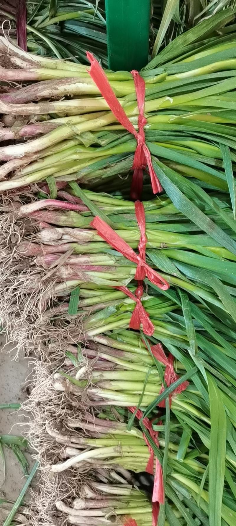 热销武山精品蒜苗根正苗红，大量现货，当天发货基地直供