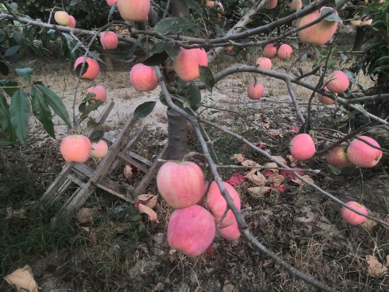中秋王苹果个大颜色鲜红果面干净