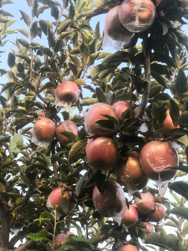 中秋王苹果个大颜色鲜红果面干净