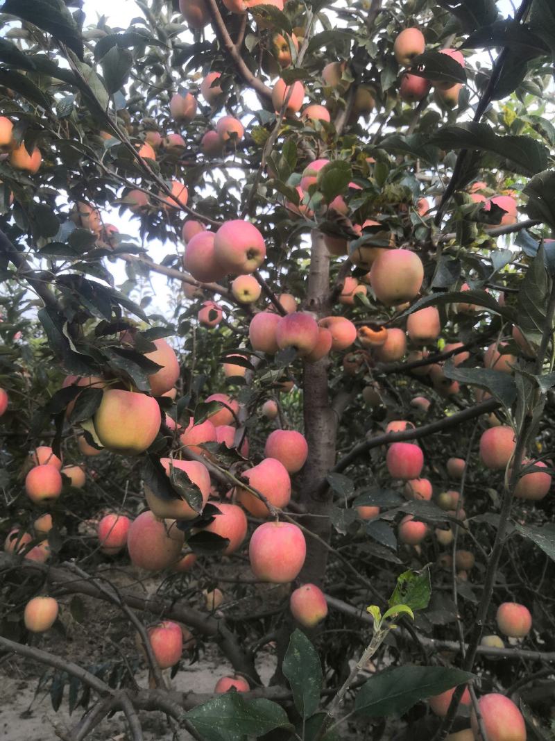 中秋王苹果个大颜色鲜红果面干净